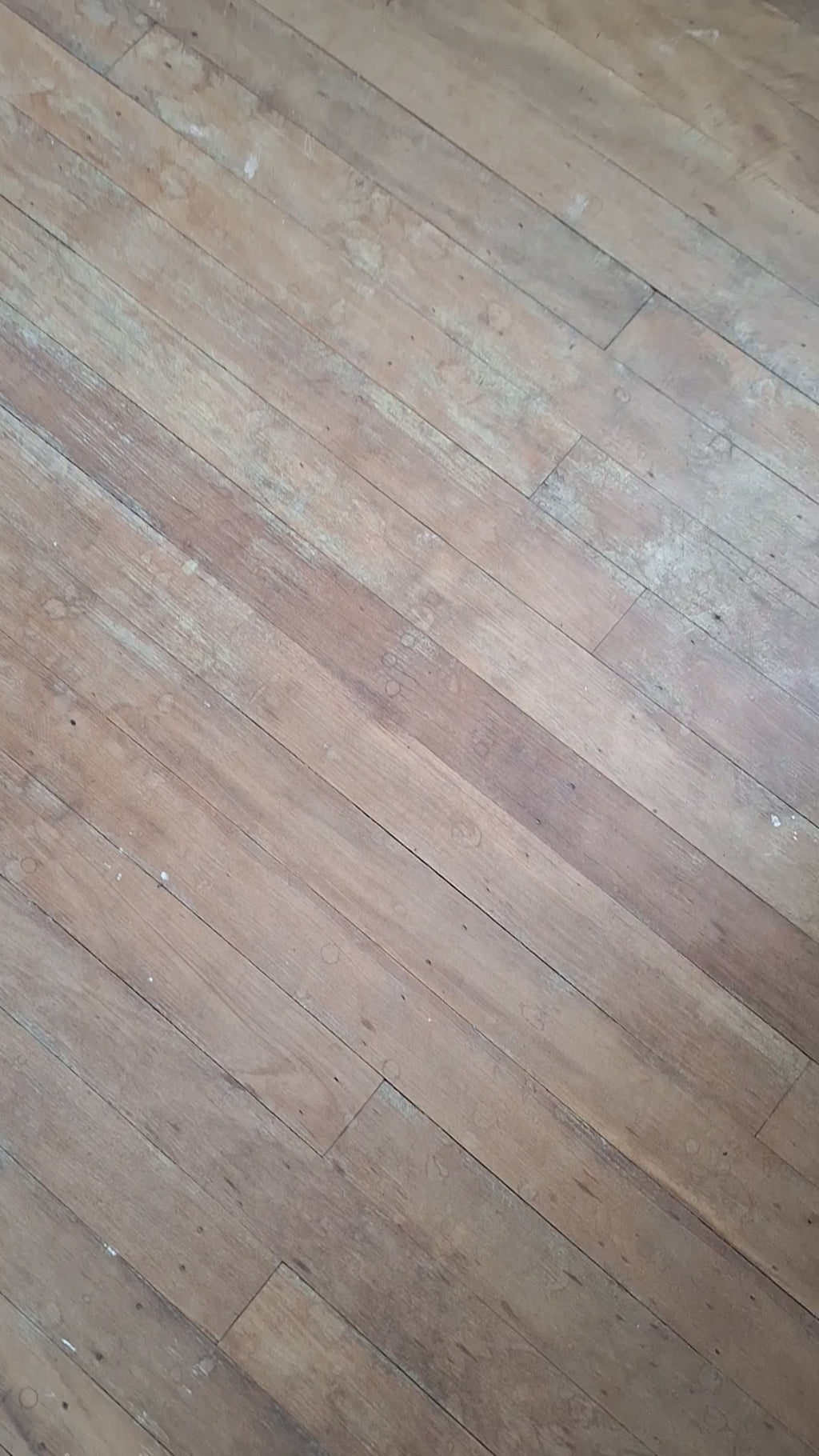 Ladies Skidpig Crop T