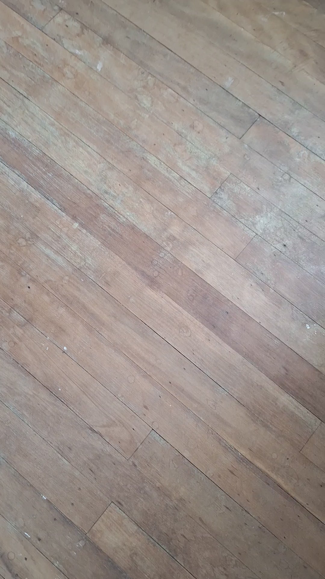 Ladies Skidpig Crop T